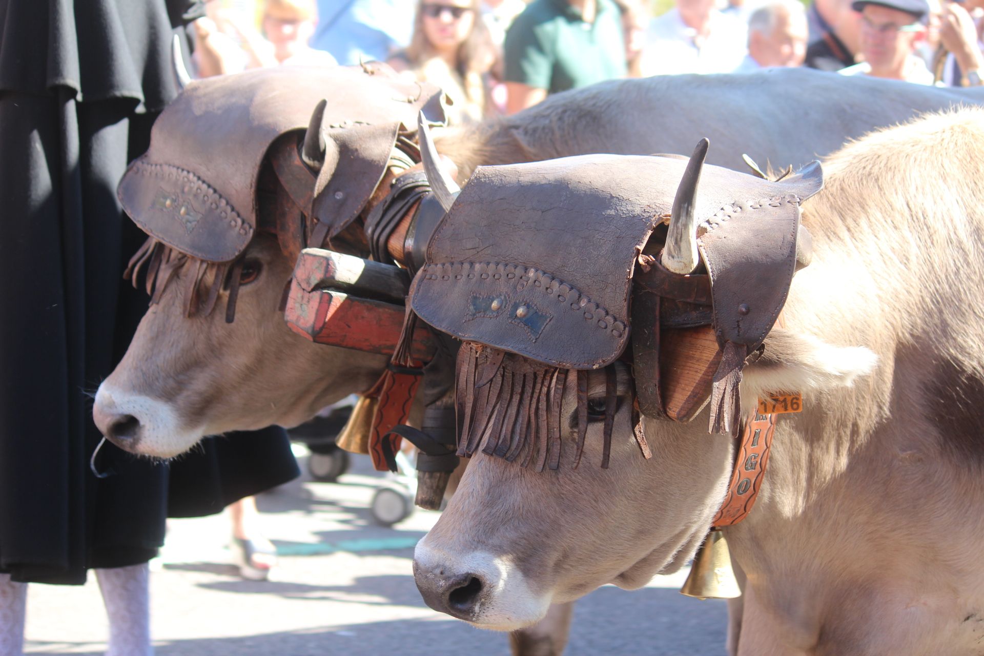  Los carros engalanados por las calles de León con motivo de la fiesta de San Froilán