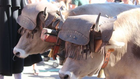  Los carros engalanados por las calles de León con motivo de la fiesta de San Froilán