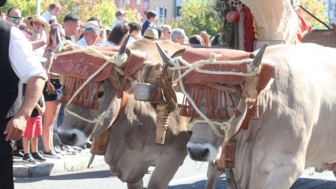  Los carros engalanados por las calles de León con motivo de la fiesta de San Froilán
