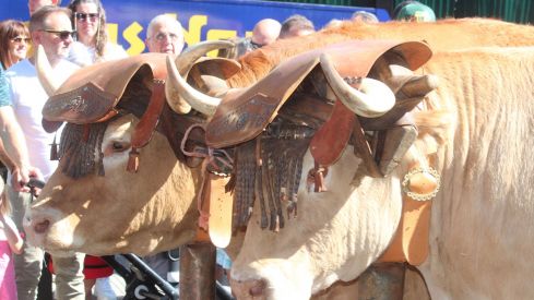  Los carros engalanados por las calles de León con motivo de la fiesta de San Froilán