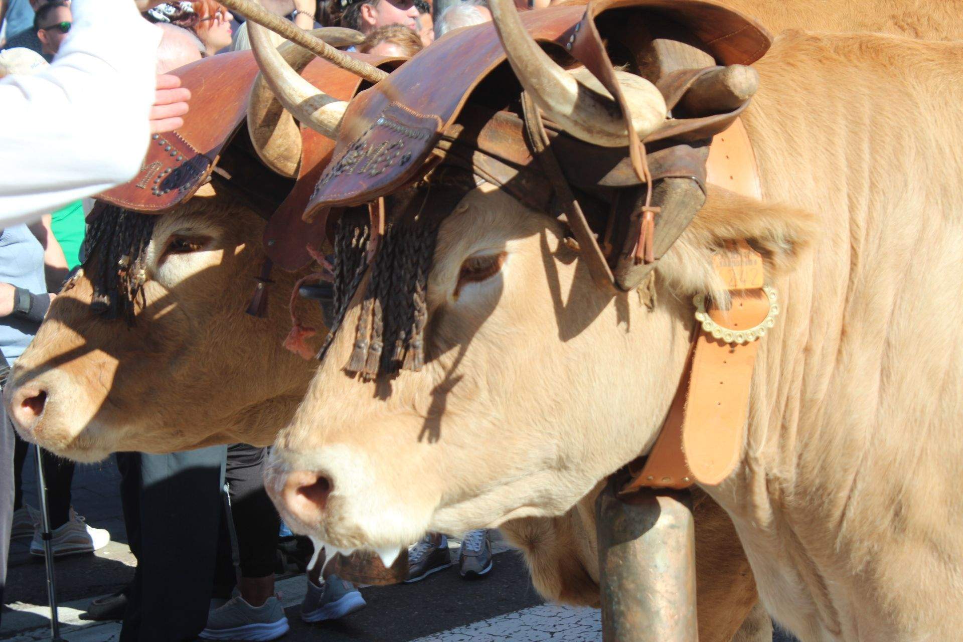 Carros Engalanados en la Romería de San Froilán Carros Engalanados en la Romería de San Froilán