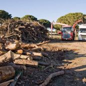 Biomasa forestal