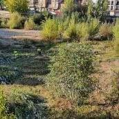 Foto de archivo de la limpieza en Puente de San Marcos y el río Bernesga en León