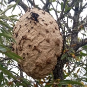 La Diputación de León destina 30.000 euros para combatir el avispón asiático en la provincia