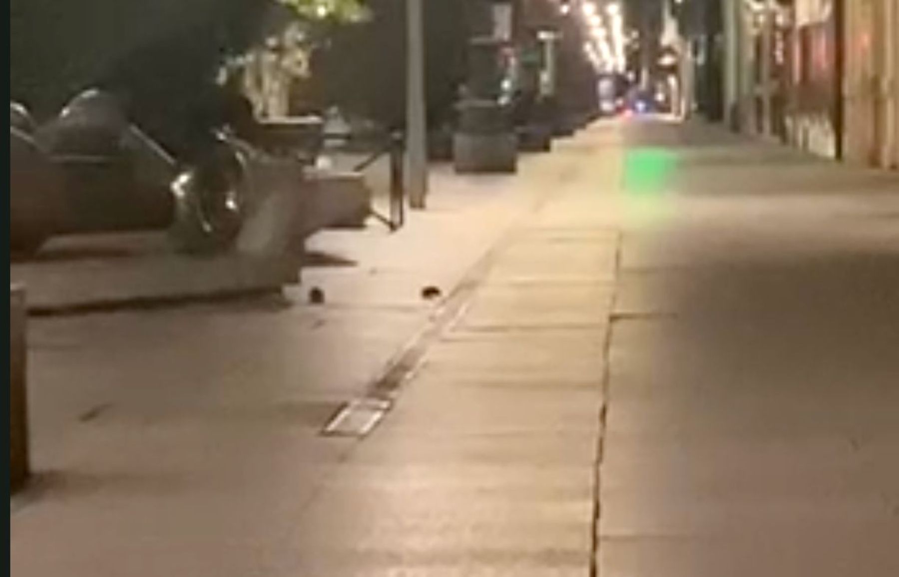 Las ratas se mueven libremente por las calles del centro de León