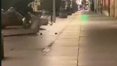 Las ratas se mueven libremente por las calles del centro de León Las ratas se mueven libremente por las calles del centro de León