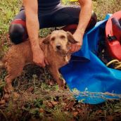 Rescate de "Río" llevado a cabo por los Bomberos de León