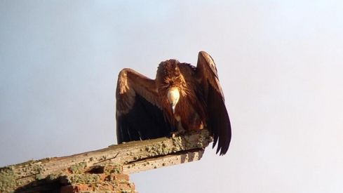  Buitre leonado en  Jabares de los Oteros