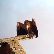  Buitre leonado en  Jabares de los Oteros