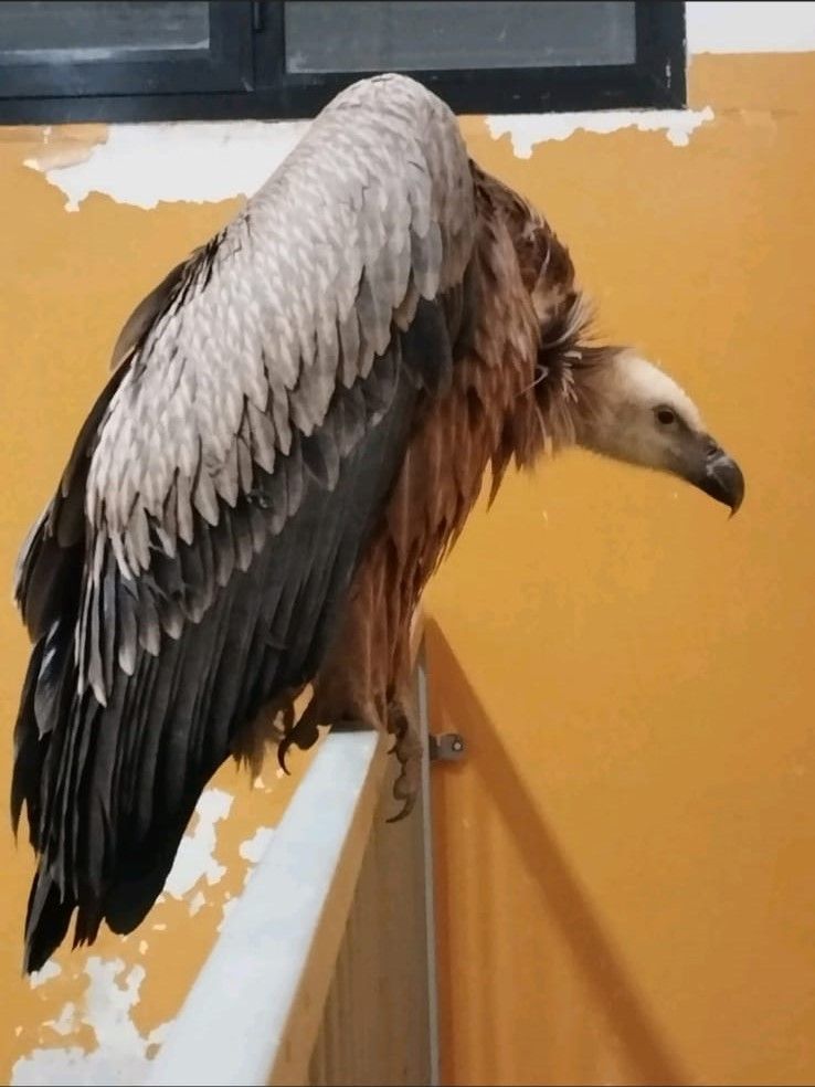 Imagen del buitre leonado Imagen del buitre leonado