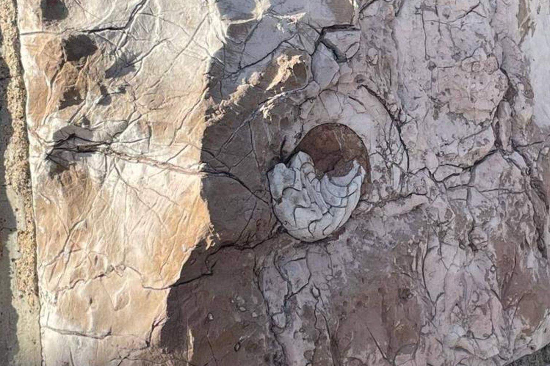 El fósil encontrado en una de las piedras de la fachada de la Casa Botines de Gaudí en León El fósil encontrado en una de las piedras de la fachada de la Casa Botines de Gaudí en León