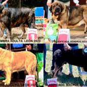 Campeonato de León para mastines Campeonato de León para mastines