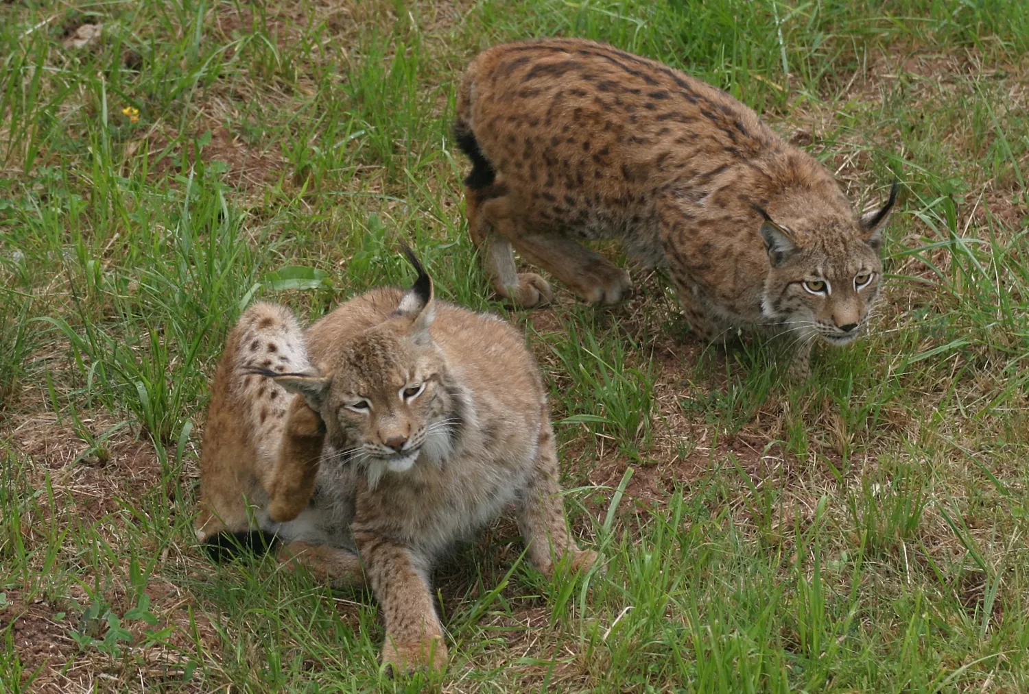 Primer gran éxito en el Cerrato palentino: Nacen cinco cachorros de lince ibérico del proyecto de reintroducción