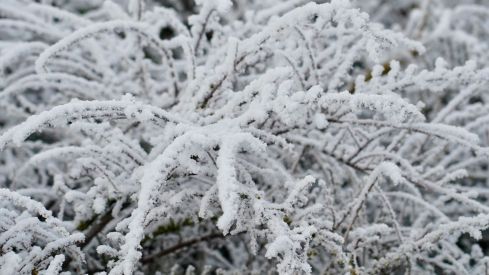 Helada en León | Campillo (ICAL) Helada en León | Campillo (ICAL)