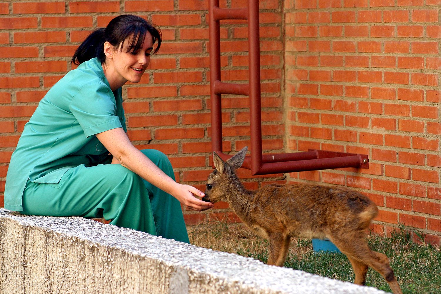 Veterinaria en León