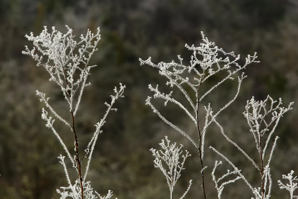 Puerto de San Isidro (León) registra la temperatura más baja de todo el país Puerto de San Isidro (León) registra la temperatura más baja de todo el país