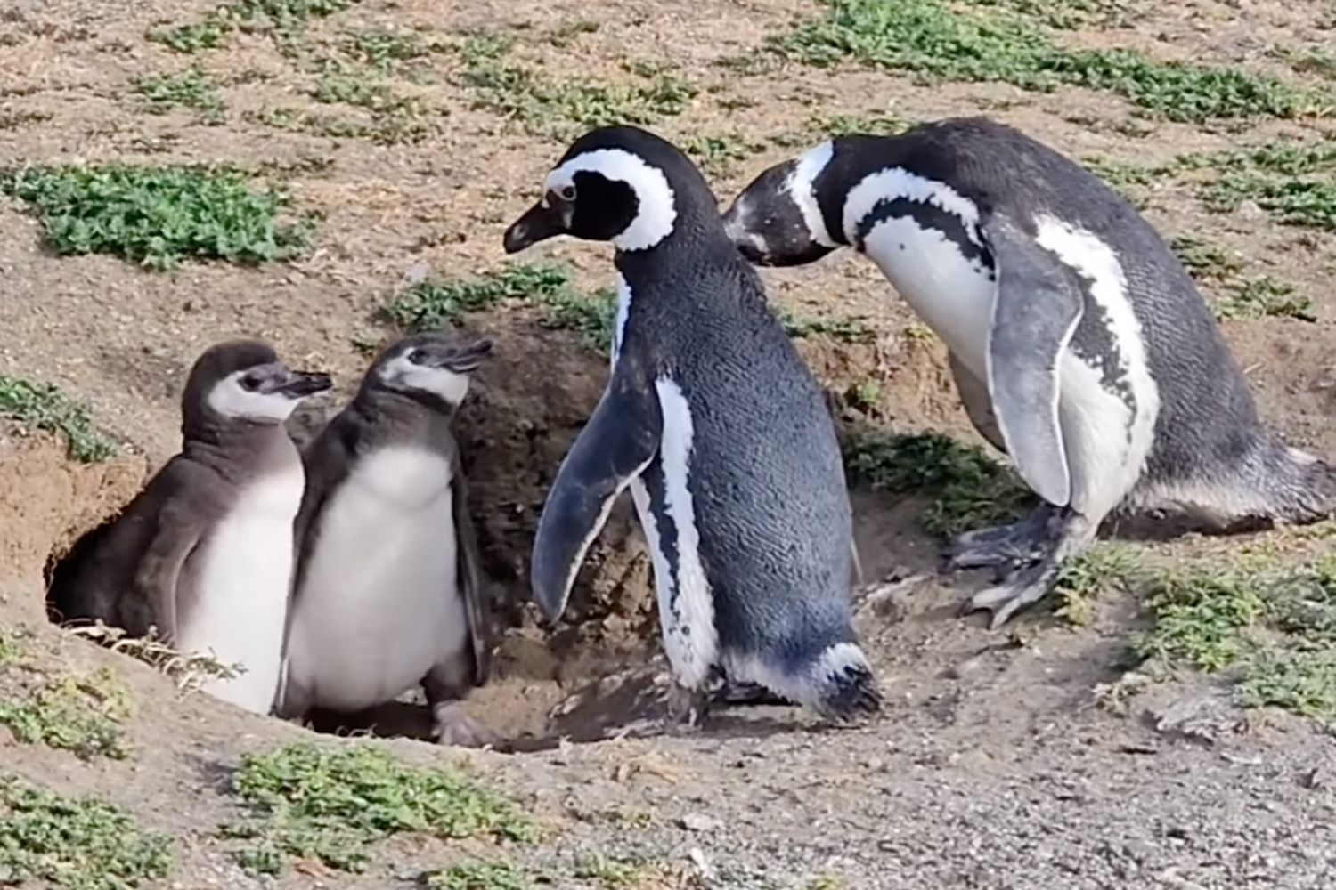 Jesús Calleja "encuentra" pingüinos en León