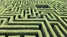 Almanza (León) contará con el primer laberinto de Castilla y León Almanza (León) contará con el primer laberinto de Castilla y León