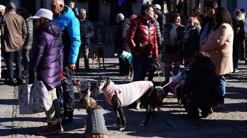 Bendición a los animales de León con motivo de San Antón | Campillo (ICAL)