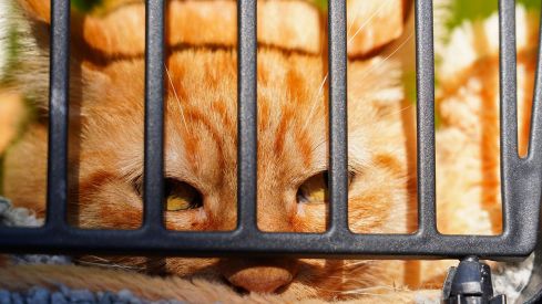 Bendición a los animales de León con motivo de San Antón | Campillo (ICAL)