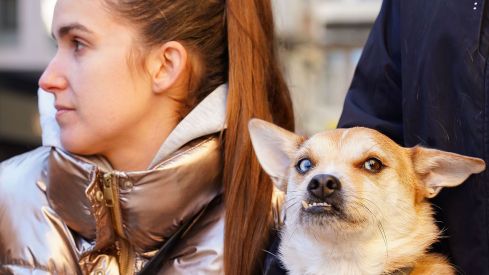 Bendición a los animales de León con motivo de San Antón | Campillo (ICAL)