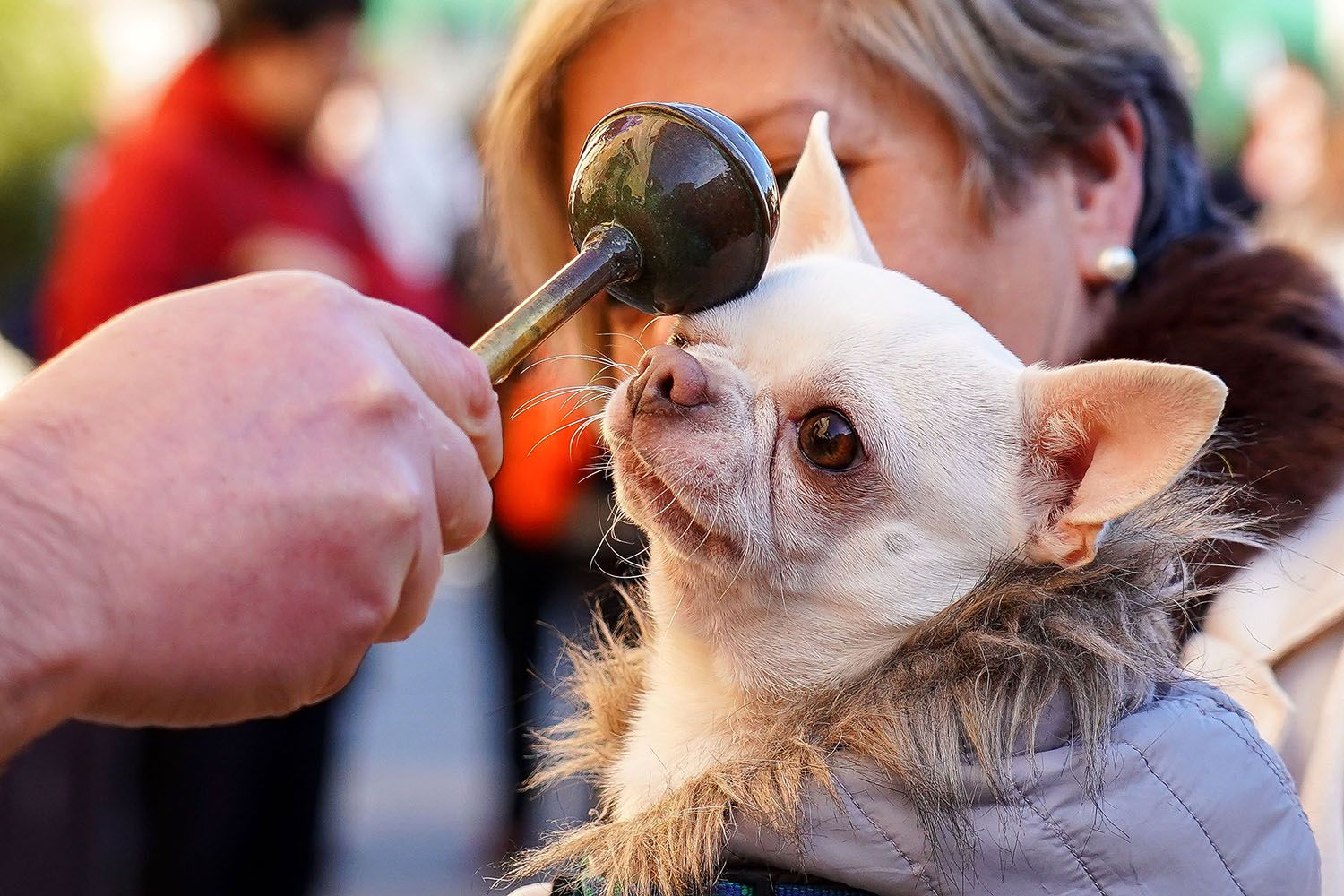 Bendición a los animales de León con motivo de San Antón | Campillo (ICAL)