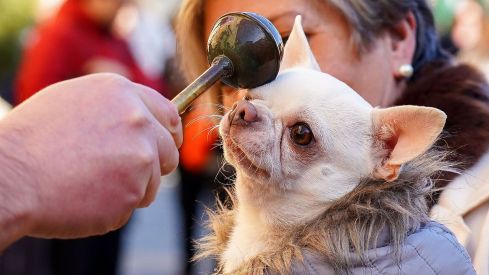 Bendición a los animales de León con motivo de San Antón | Campillo (ICAL)