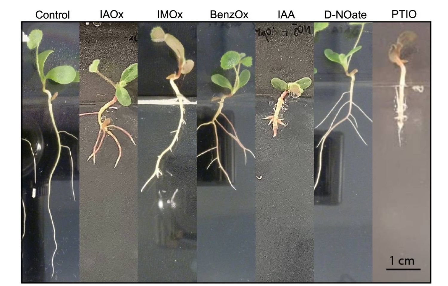 Fenotipo de la raíz de la planta cuando se expone a diferentes compuestos
