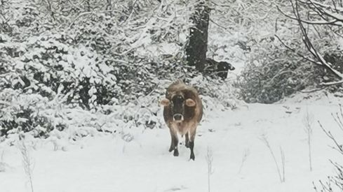 Nieve en Valdepiélago | FB: Belsay Blanco