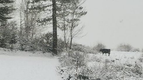 Nieve en Valdepiélago | FB: Belsay Blanco