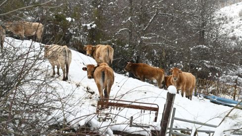 Nieve en Riaño | Campillo / ICAL