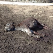 Los ataques del lobo al ganado en Castilla y León aumentaron un tercio entre 2021 y 2023, desde la protección estricta de la especie