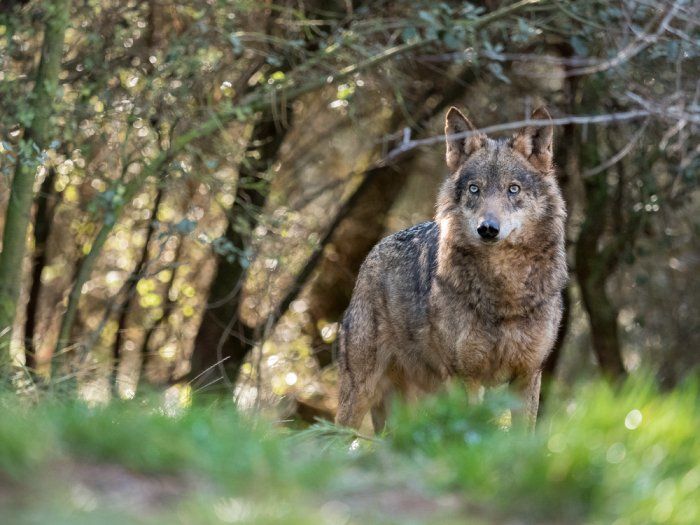 Lobo ibérico