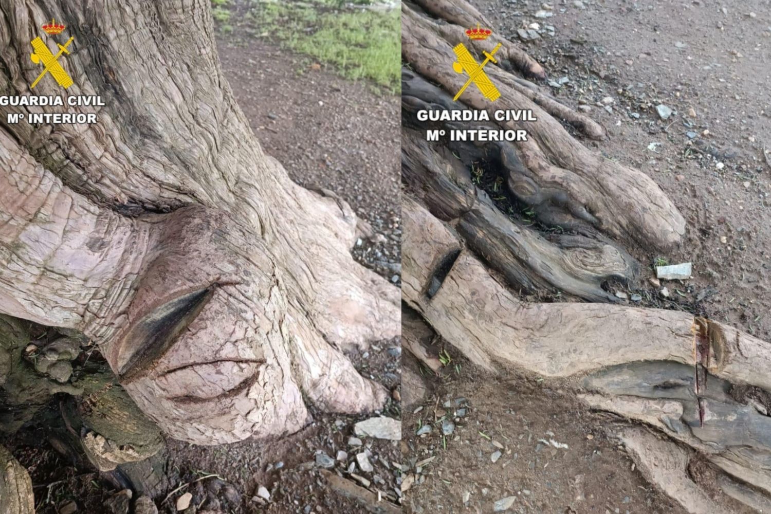 Investigan a un hombre por daños  en el tejo milenario en San Cristóbal de Valdueza (León)