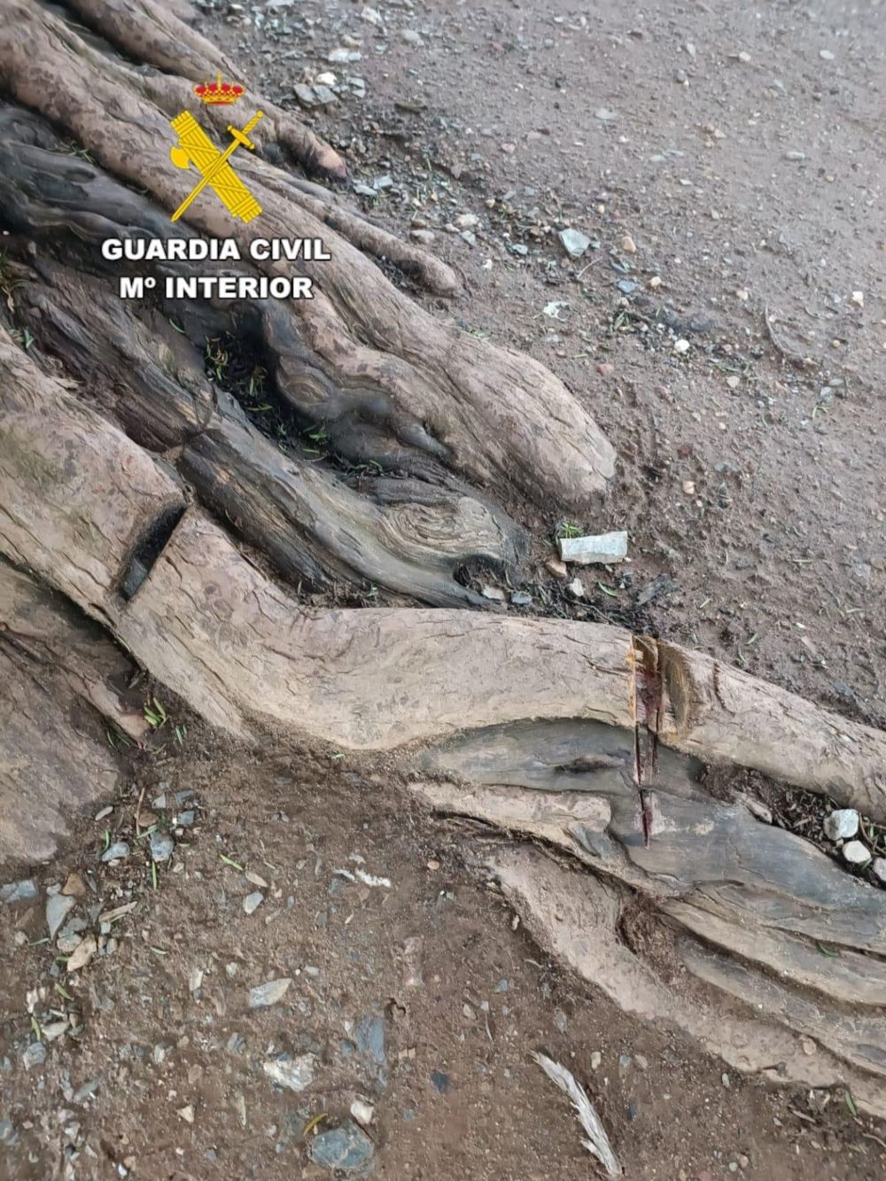 Investigan a un hombre por daños al tejo milenario en San Cristóbal de Valdueza (León)