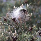  Retiran más de 3,000 bolsones de procesionaria en la ciudad de León