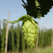 Itacyl impulsa investigación del lúpulo para preservar su legado cultural y aprovechar sus recursos en León | Junta de Castilla y León