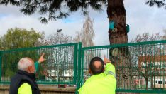 San Andrés del Rabanedo poda cerca de un millar de árboles y actúa en 60 coníferas para el control de la procesionaria