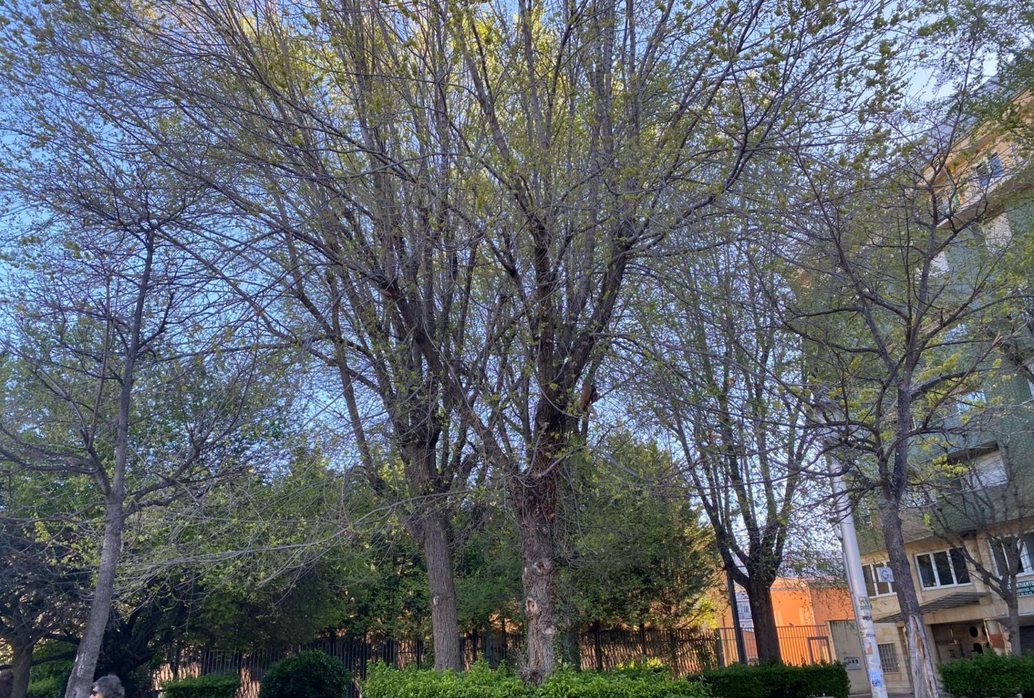 UPL exige la poda urgente de los árboles en la calle Padre Javier de Valladolid en León 