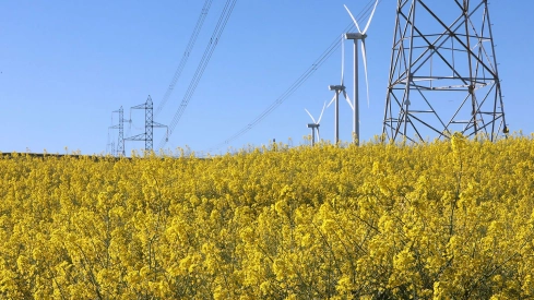 Colza | Las 105.000 hectáreas de cereal de invierno de León se benefician de las lluvias