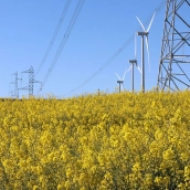 Colza | Las 105.000 hectáreas de cereal de invierno de León se benefician de las lluvias