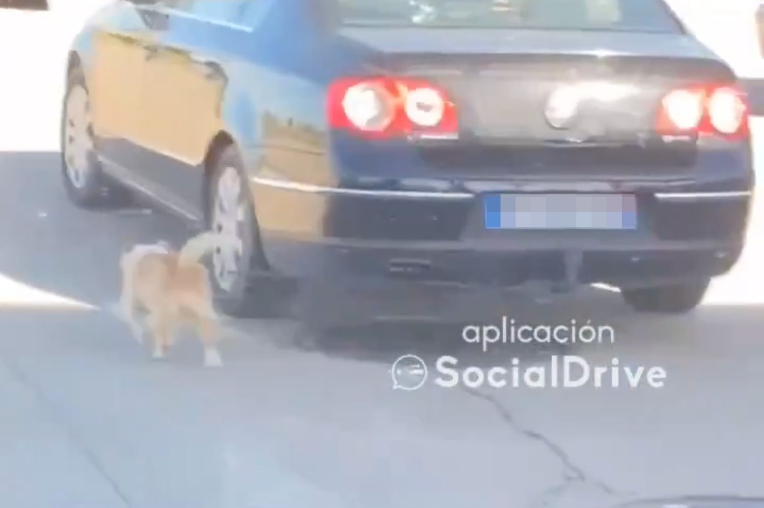 SocialDrive publica el vídeo un coche en marcha mientras 'pasea' a un perro en Palazuelo (León)