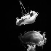 "Dance de l'eau" de Elena Plaza captura el diálogo poético entre la danza y las medusas en el Centro Leonés de Arte