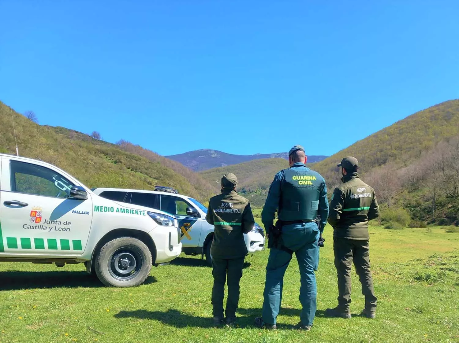 Cuatro investigados por cazar dos lobos en Lois (León) durante una cacería de jabalí autorizada.