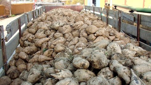 ASAJA León rechaza el cierre de Azucarera en La Bañeza y alerta del grave impacto para el sector remolachero