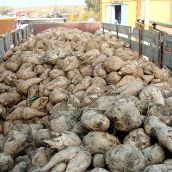 ASAJA León rechaza el cierre de Azucarera en La Bañeza y alerta del grave impacto para el sector remolachero