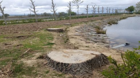  El PSOE de Fresno de la Vega denuncia una tala "indiscriminada" de árboles en el municipio 