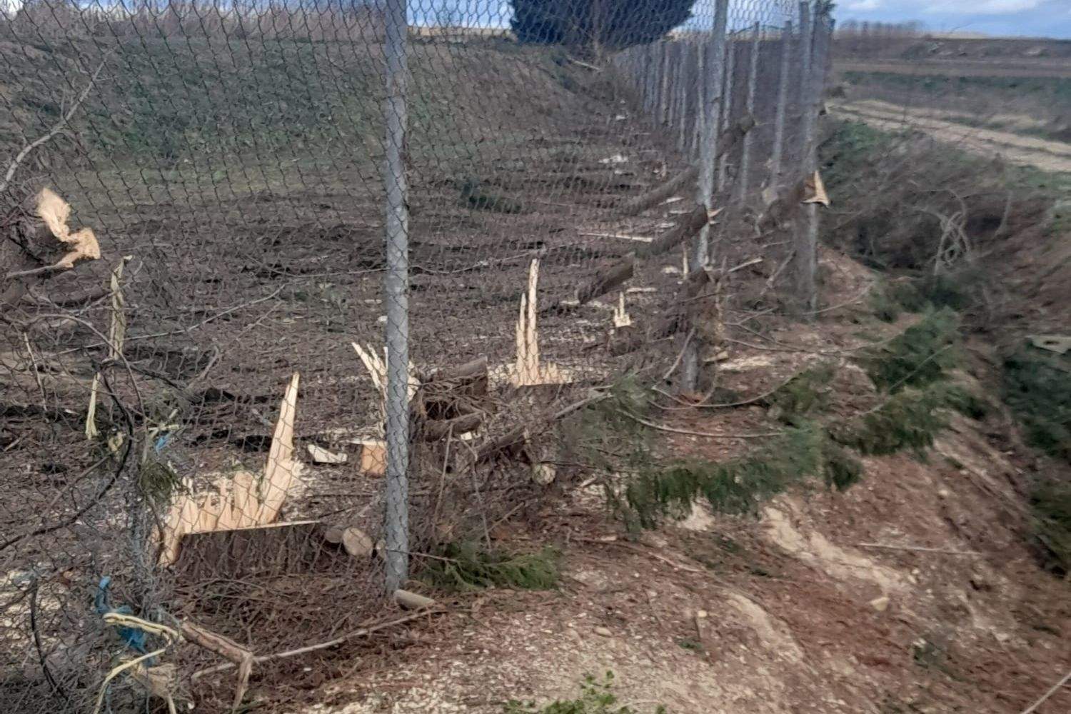 tala arboles fresno (1)