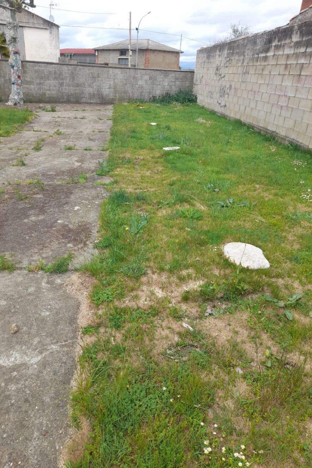 tala arboles fresno (5)