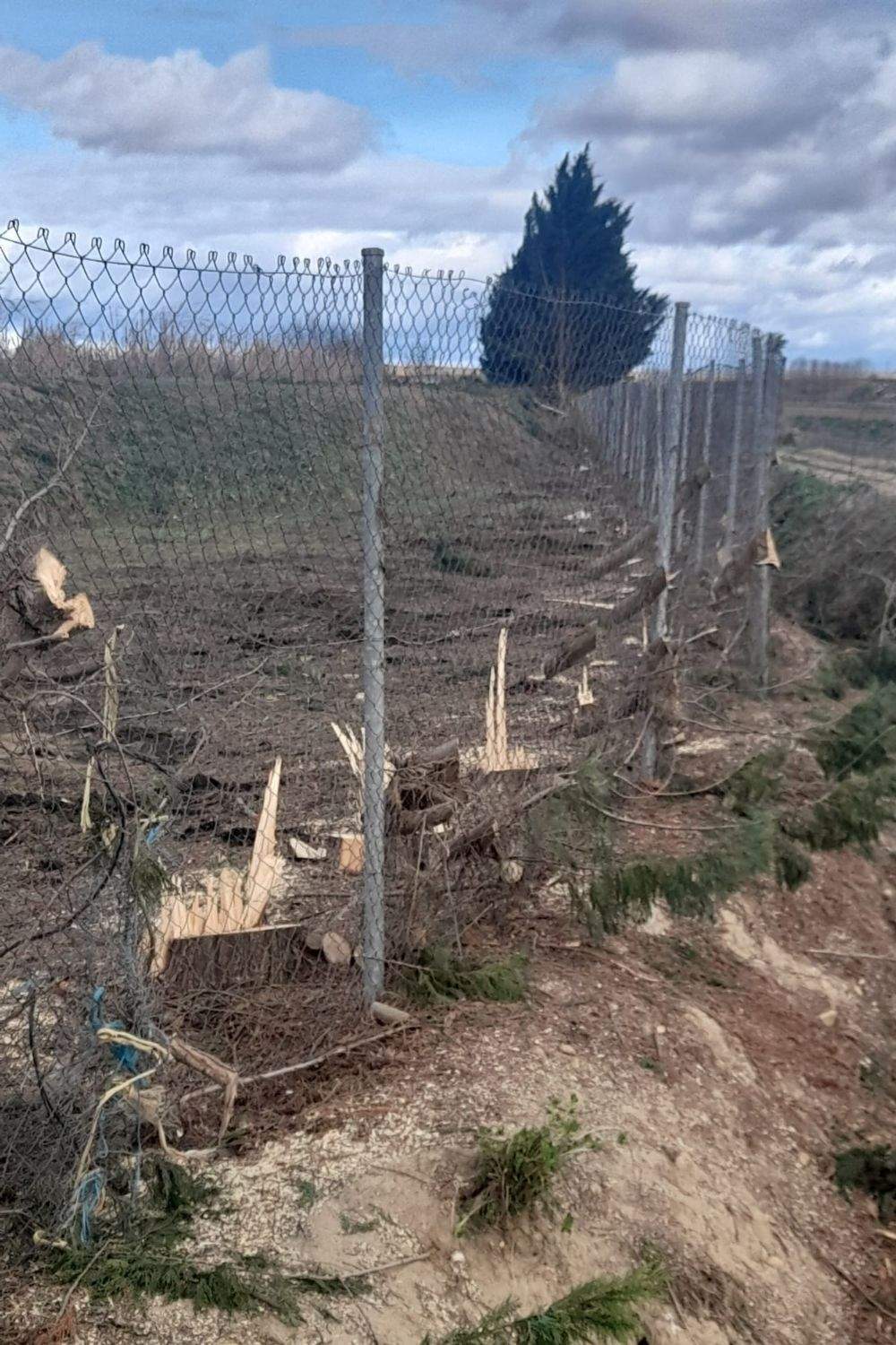 tala arboles fresno (4)